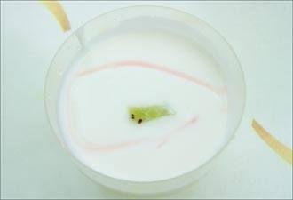 طريقة عمل عصير الزبادي‎‎